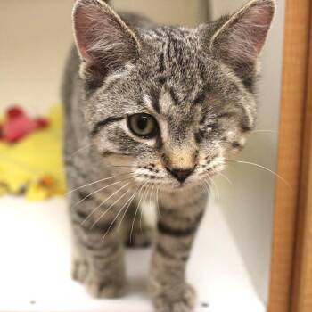 Velvet Vic -  Domestic Short Hair Cat for Adoption in Champaign, Illinois - Velvet Vic | PetCurious
