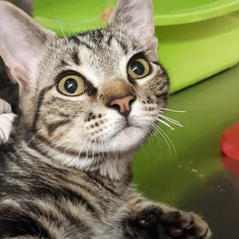 Domestic Short Hair Cats Available for Adoption - Zed | PetCurious
