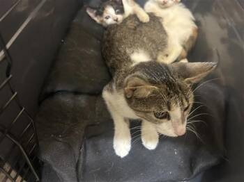 A660054 -  Domestic Short Hair Cat for Adoption in Houston, Texas - A660054 | PetCurious