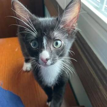 Burt -  Domestic Short Hair Cat for Adoption in Wheaton, Illinois - Burt | PetCurious