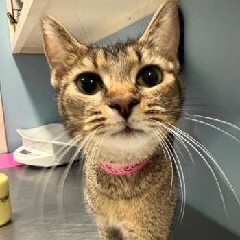Unlimited Breadsticks -  Domestic Short Hair Cat for Adoption in Chattanooga, Tennessee - Unlimited Breadsticks | PetCurious
