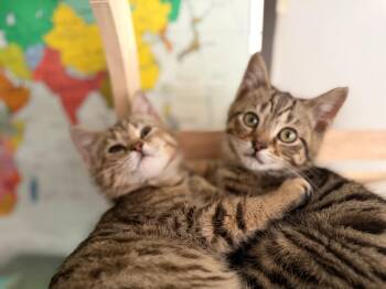 Domestic Short Hair Cats Available for Adoption - Venus, Chi Chi, Churro, And Rook | PetCurious