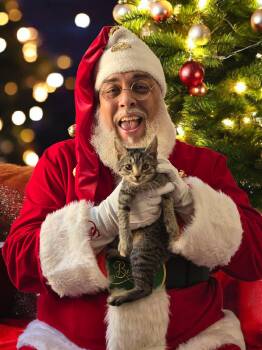 Rescue Domestic Short Hair Cats for Adoption in Murrells Inlet, South Carolina - Weeble | PetCurious