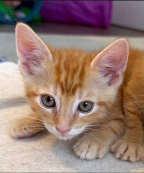 George -  Tabby and Domestic Short Hair Cat for Adoption in Campbell, California - George | PetCurious
