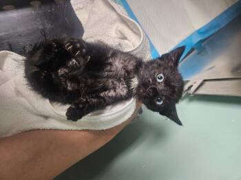 Scotch Bonnet -  Domestic Short Hair Cat for Adoption in Morgantown, Kentucky - Scotch Bonnet | PetCurious