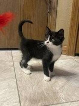 Doodle -  Domestic Short Hair Cat for Adoption in Manitowoc, Wisconsin - Doodle | PetCurious