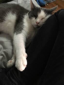 Domestic Short Hair Cats Available for Adoption - Mo | PetCurious