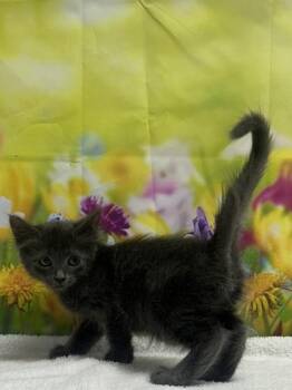 Domestic Short Hair Cats Available for Adoption in San Antonio, Texas - Newt | PetCurious