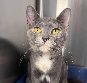 Honey -  Domestic Short Hair Cat for Adoption in Cleveland, Ohio - Honey | PetCurious