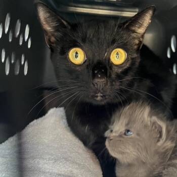 Spigot -  Domestic Short Hair Cat for Adoption in Webster, Texas - Spigot | PetCurious