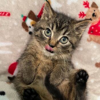 Domestic Medium Hair Cats Available for Adoption - Miracle Man | PetCurious