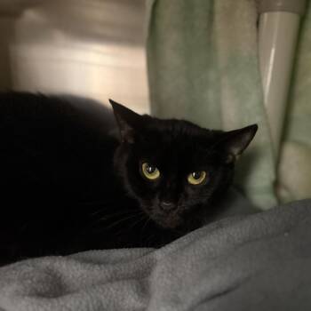 Domestic Short Hair Cats Available for Adoption in Pittsburgh, Pennsylvania - Trixie | PetCurious