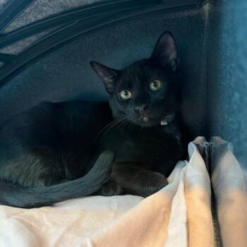 Pele -  Domestic Short Hair Cat for Adoption in Long Beach, California - Pele | PetCurious