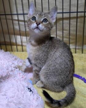 Petra -  Domestic Short Hair Cat for Adoption in Novato, California - Petra | PetCurious