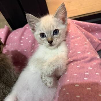 Cruz 2287 -  Domestic Short Hair Cat Available for Adoption in Kansas City, Missouri - Cruz 2287 | PetCurious