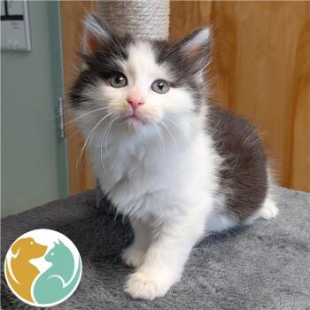 Princess Bubblegum -  Domestic Short Hair Cat for Adoption in Toledo, Ohio - Princess Bubblegum | PetCurious