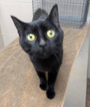 Domestic Short Hair Cats Available for Adoption - Mistletoe | PetCurious