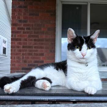Gitty -  Domestic Short Hair Cat for Adoption in Ona, West Virginia - Gitty | PetCurious