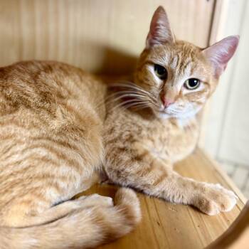 Domestic Short Hair Cats Available for Adoption - Lee | PetCurious
