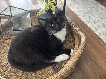 Domestic Short Hair Cats Available for Adoption - Needle | PetCurious