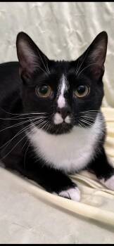 Ellsbeth -  Domestic Short Hair Cat for Adoption in Connelly Springs, North Carolina - Ellsbeth | PetCurious