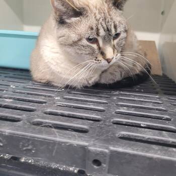 Rescue Siamese Cats for Adoption in Morris, Minnesota - Delilah | PetCurious