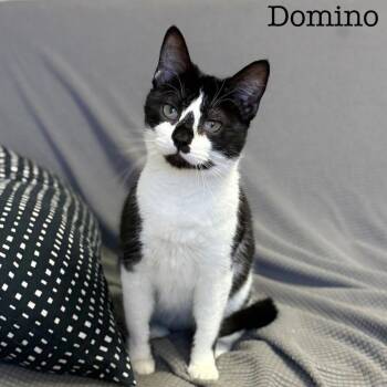 Domestic Short Hair Cats Available for Adoption - Domino *Meet Me At Eden Prairie Petsmart* | PetCurious