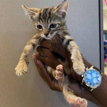 DRAMA -  Domestic Short Hair Cat for Adoption in San Antonio, Texas - DRAMA | PetCurious