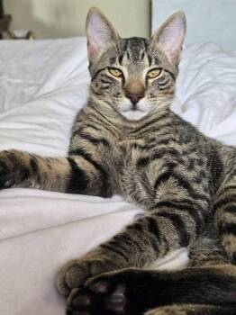 Rescue Tabby Cats for Adoption in Metairie, Louisiana - Look At Jack! A Sweet & Playful Social Kitten! | PetCurious