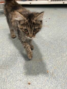 Taissa -  Domestic Medium Hair Cat for Adoption in Berryville, Virginia - Taissa | PetCurious