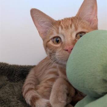 Aegon -  Domestic Short Hair Cat for Adoption in Bentonville, Arkansas - Aegon | PetCurious