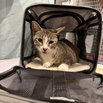 Beacon -  Domestic Short Hair Cat for Adoption - Beacon | PetCurious