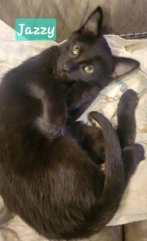 Jazzy -  Domestic Short Hair Cat for Adoption in Greenwood, Indiana - Jazzy | PetCurious