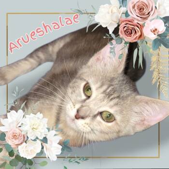 Rescue Domestic Short Hair Cats for Adoption in Blanchard, Oklahoma - Arueshalae | PetCurious