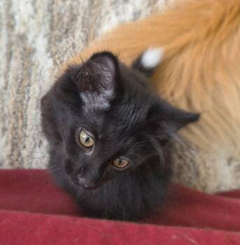 Domestic Long Hair Cats Available for Adoption in Cincinnati, Ohio - Stitch | PetCurious