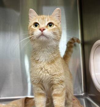 Isabelle -  Domestic Medium Hair Cat for Adoption in Sioux City, Iowa - Isabelle | PetCurious
