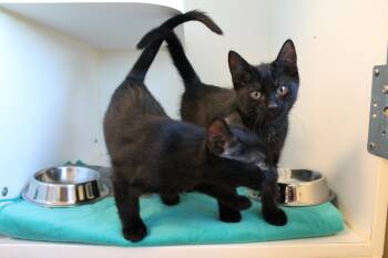 Orion -  Domestic Short Hair Cat for Adoption in Mccall, Idaho - Orion | PetCurious