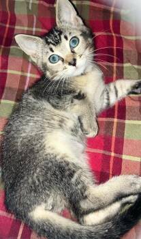 Escanaba -  Domestic Short Hair Cat for Adoption in Alafaya, Florida - Escanaba | PetCurious