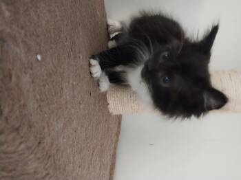 Rescue Domestic Long Hair Cats for Adoption in Aylett, Virginia - Charmaine | PetCurious