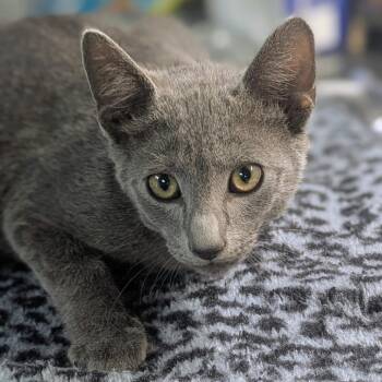 Radish -  Russian Blue and Domestic Short Hair Cat for Adoption in Brighton, Missouri - Radish | PetCurious
