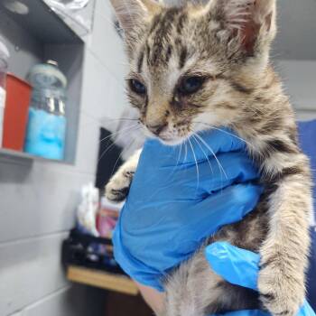 Pearl -  Domestic Short Hair Cat for Adoption in Summerville, South Carolina - Pearl | PetCurious