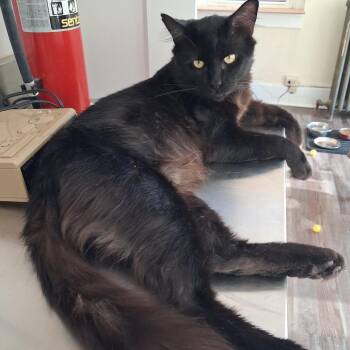 Bob -  Domestic Medium Hair Cat for Adoption in Pittsburgh, Pennsylvania - Bob | PetCurious