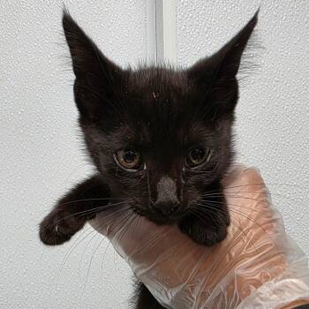 Bristol -  Domestic Medium Hair Cat for Adoption in Abilene, Texas - Bristol | PetCurious