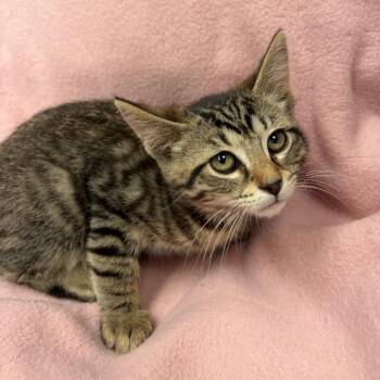 Hoppy -  Domestic Short Hair Cat for Adoption in West Point, Mississippi - Hoppy | PetCurious