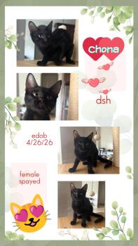 Chona BR14594-T -  Domestic Short Hair Cat for Adoption in Missouri City, Texas - Chona BR14594-T | PetCurious