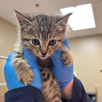 Domestic Short Hair Cats Available for Adoption - Lucy | PetCurious