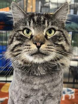 Domestic Long Hair Cats Available for Adoption in Johnston, Rhode Island - Pascal | PetCurious