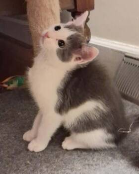 Twilight -  Domestic Short Hair Cat Available for Adoption in Greenville, North Carolina - Twilight | PetCurious