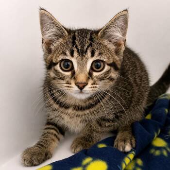 Tony -  Domestic Short Hair Cat for Adoption in Pontiac, Michigan - Tony | PetCurious