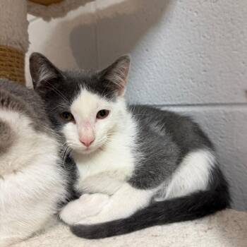 Sturgeon -  Domestic Short Hair Cat for Adoption in South Elgin, Illinois - Sturgeon | PetCurious